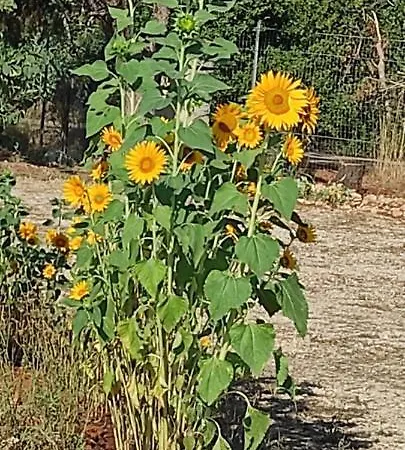 Bed & Breakfast Mareva