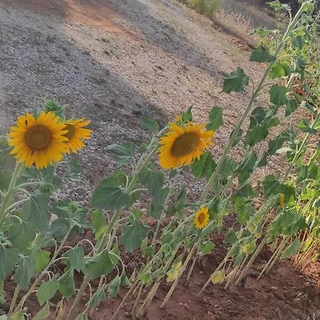 לינה וארוחת בוקר Mareva