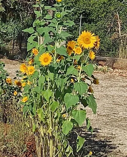 فندق مبيت وإفطار Mareva